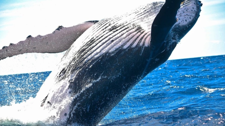 13-dec_Whale_stuns_full_img_1734091073555.jpg