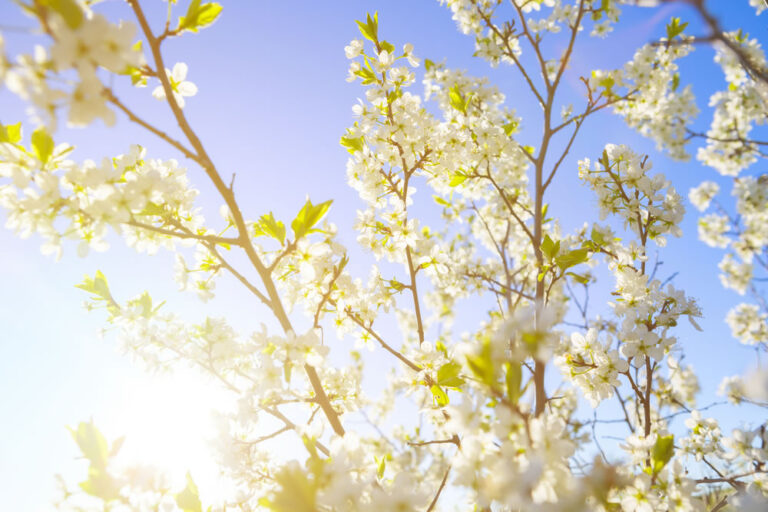 spring.jpg